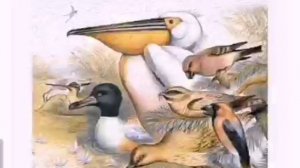 Аудиосказка. Чей нос лучше