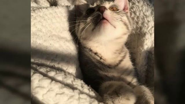 Милые картинки с котятами:З смотреть онлайн