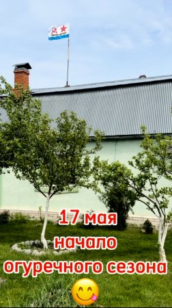 17 мая 2025. Начало огуречного сезона. #огурцы #первыеогурцы #деревня  #майскиеогурцы