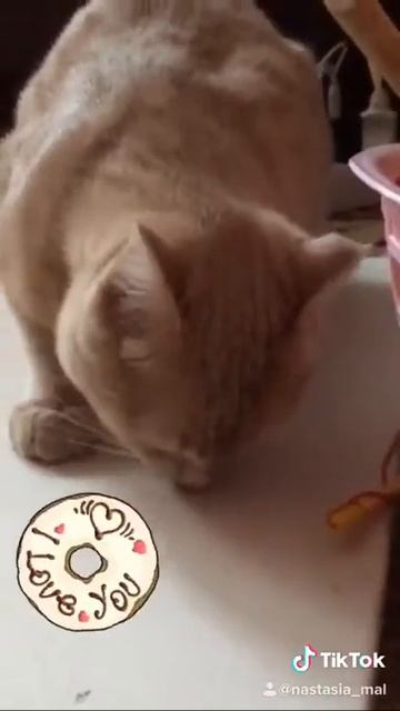 Всем котам когтеточка,чтобы точить когти,а мне... смотреть онлайн