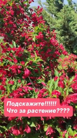 Яркий цветущий куст 
Что это?