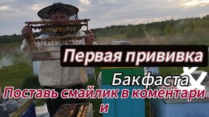 прививка
выводим маток бакфаста