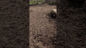 СПА процедуры