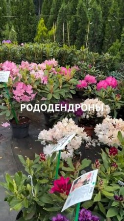РОДОДЕНДРОНЫ купить в садовом центре «АртСад»
