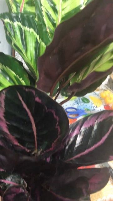 Калатеи(Calathea) #зимнийсад #теплица
