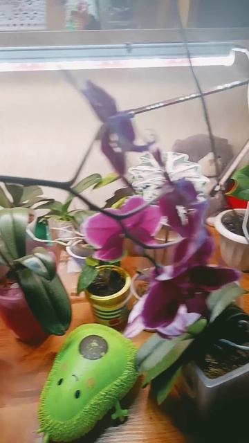 полив орхидеи смотреть онлайн