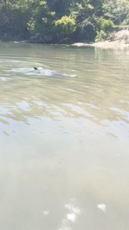 Дельфин Бублик 🐬 Севастополь
