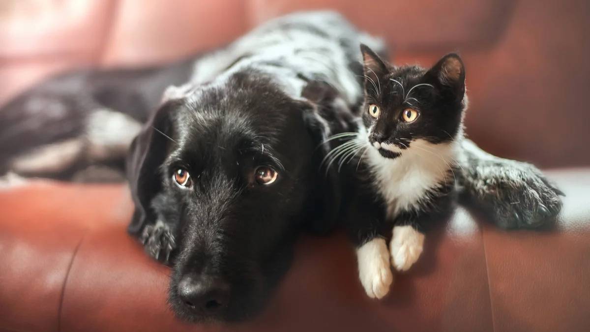 Приколы с котами и Собаками! СМЕШНЫЕ КОТЫ! Смешные Видео с Животными!! Засмеялся Проиграл! смотреть онлайн