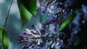 Ветка сирени