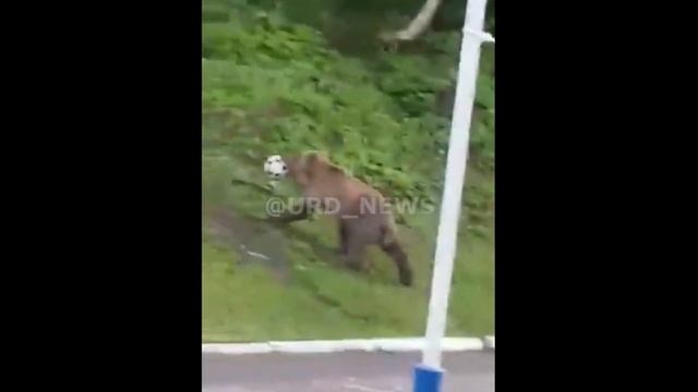 На Камчатке медведи играют в футбол на общественной территории смотреть онлайн