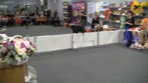 ПОКАЗАТЕЛЬНЫЕ ВЫСТУПЛЕНИЯ ШКОЛЫ ШМЕЛЯ НА МОНОПОРОДНОЙ ВЫСТАВКЕ РЕТРИВЕРОВ РРК 2023