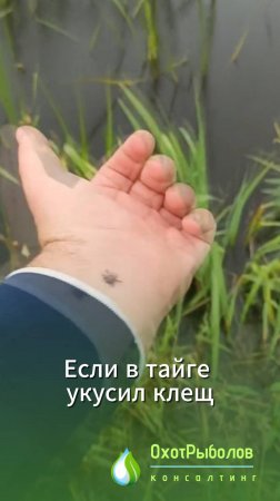 Как умереть в лесу за 2 дня от энцефалита / Инструкция Николая Середы (бывший начальник ПермОхоты