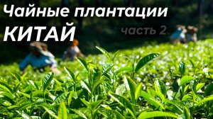 Семейная плантация Лунцзина в Ханчжоу — Как собирают один из лучших зелёных чаёв Китая