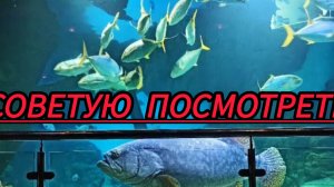 Океанариум в Москве