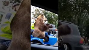 Медведь показал фак водителям