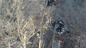 Ловля птиц на сеть тайник