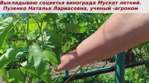 Виноград, выкладывание соцветий перед цветением и не могу не поделиться соцветьями Муската летнего!