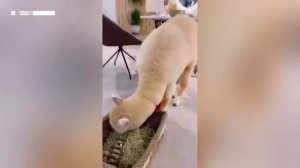 Необычные официанты работают в одном из ресторанов Шэньяна, что в Китае. Это две альпаки.