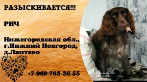 Пропала собака! РИЧ. Нижегородская обл, г.Нижний Новгород _