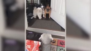 Приколы с животными