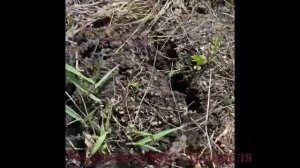 Продаём сад. СНТ Тракторосад-4