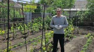 Чем весной подкормить виноград.