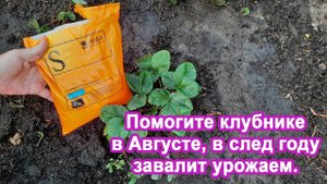 Помогите Клубнике в Августе В след году Завалит урожаем обязательный уход за клубникой осенью.