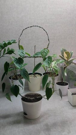 ФИЛОДЕНДРОН СКАДНЕС стал скучным...  #plants #эвкалиптыдома #garden #цветы