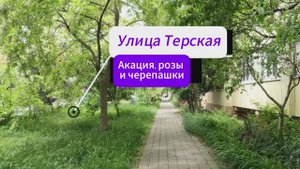 Анапа. Улица Терская. Акация, розы и черепашки