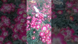 Цветёт мускусная роза Ред Балерина.