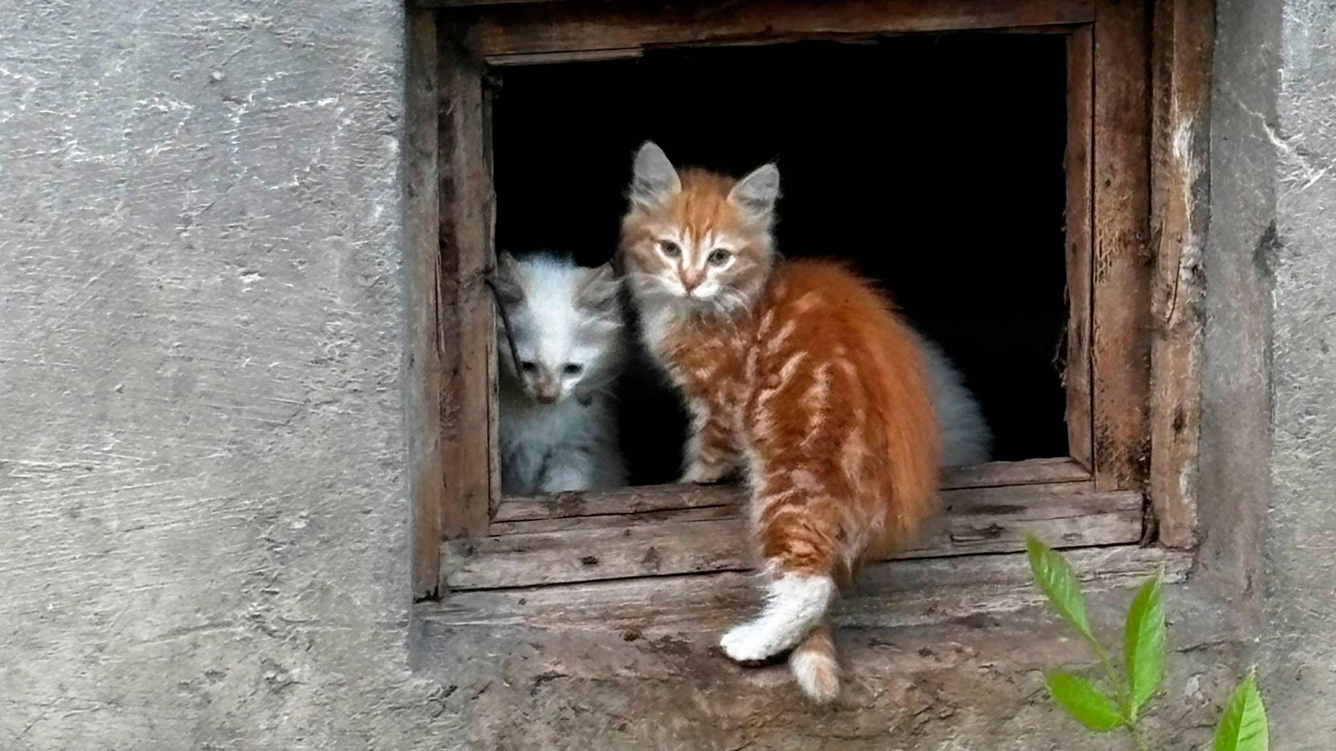 Котята живут в подвале вместе с мамой кошкой