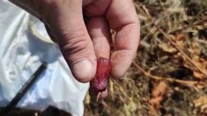 Бананчик Красный - новинка селекции Калугина Виктора.