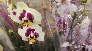 Орхидеи в Лемано Про/24.05.25/