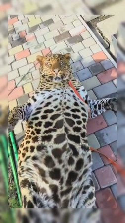 Жирный котик #леопард #животные #кот #shortvideo #short #юмор #мем #милота #развлечения #тренды