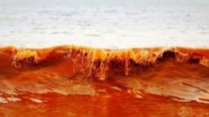 На пляжах Таиланда обнаружили природное явление «красный прилив»