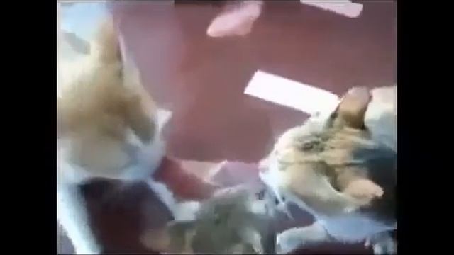 Приколы с кошками Бесплатные приколы видео про кошек Юмор! Прикол! Смех Смотри!