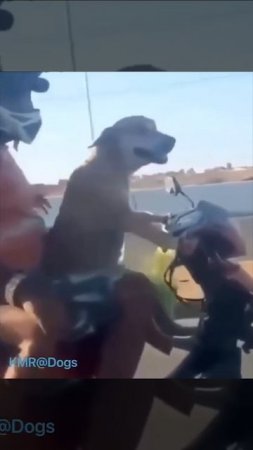 Собака–автопилот🏍️😎😂 ( видео про собак )