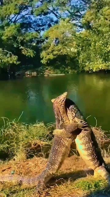 Обнимашки