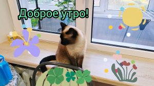 Поговорим о вчерашнем дне  и планах на сегодня 24-05-2025 #жизнь инвалида #кошка Ладушка #доброеутро