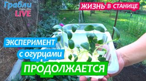 913 серия 23 мая Огурцы  Рассаду вырастили по-новому / Жизнь в станице Динская Грабли LIVE