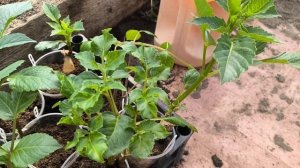 как высаживать пророщенные клубни георгин