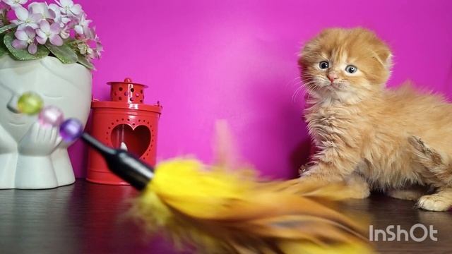 вислоухие котята Краснодар