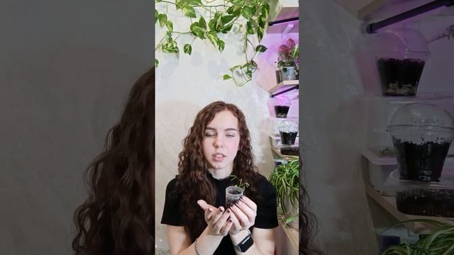 мимоза стыдливая😍 #цветыдлядома #plants #домашниецветы # смотреть онлайн