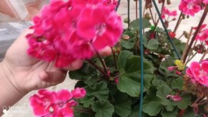 пеларгония таскано таммо