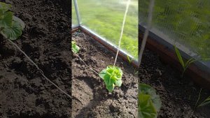 Огурчики в теплице! Посмотрим что получится😎