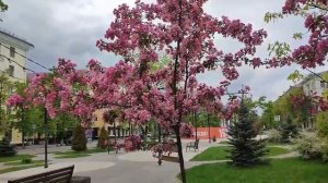 КИТАЙСКАЯ ЯБЛОНЯ