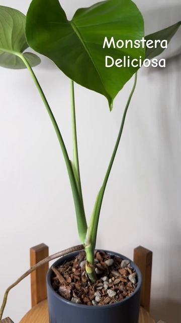 Пересадка монстеры в керамзит Simlex Clay Pebbles #plants #монстер смотреть онлайн