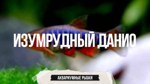 Изумрудный данио