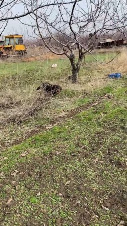 Откуда берутся стереотипы о садоводстве