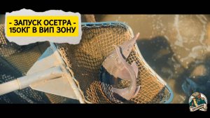 Зарыбление вип зоны на 150 кг. 24.05.25
